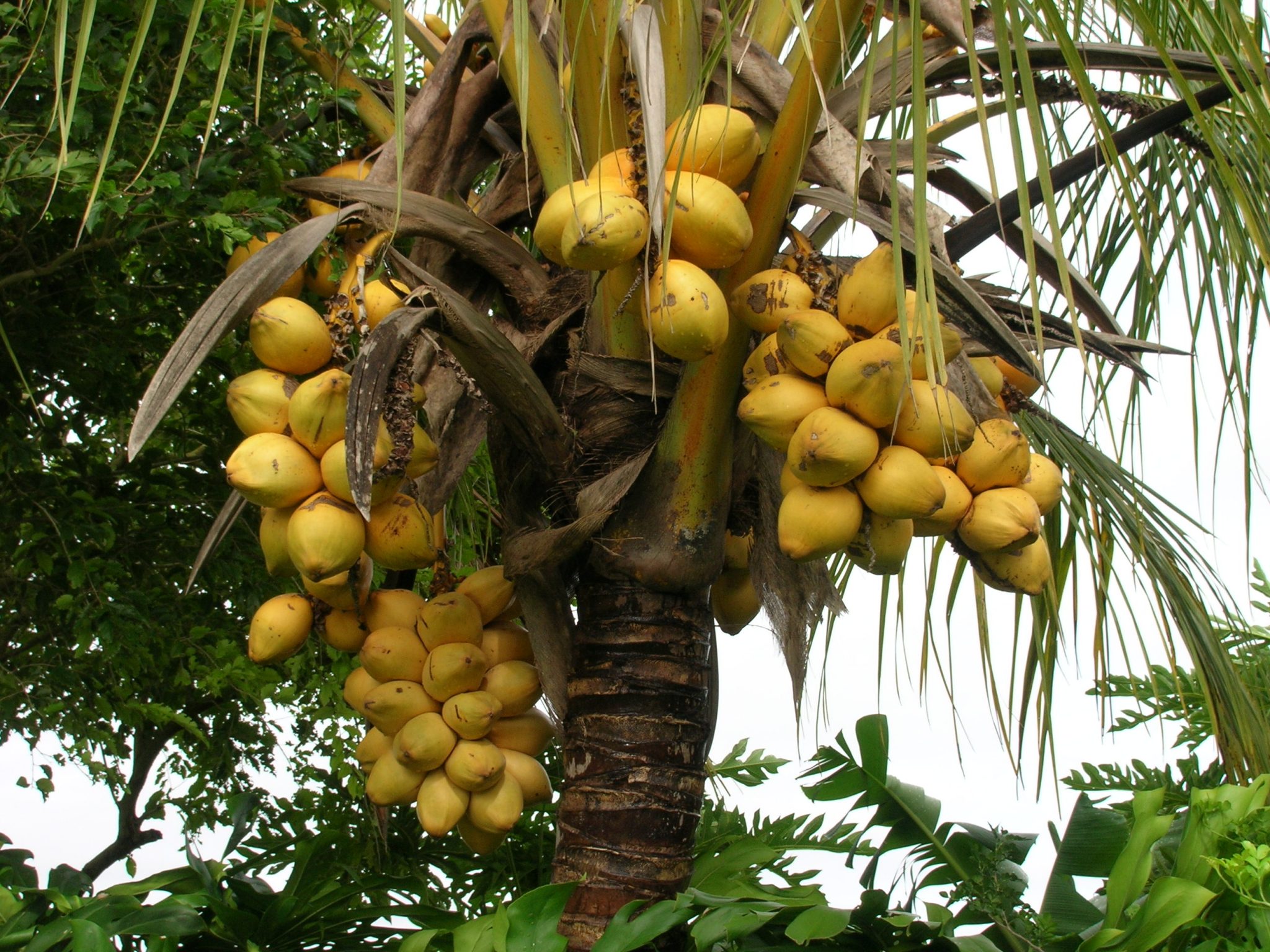 cocos