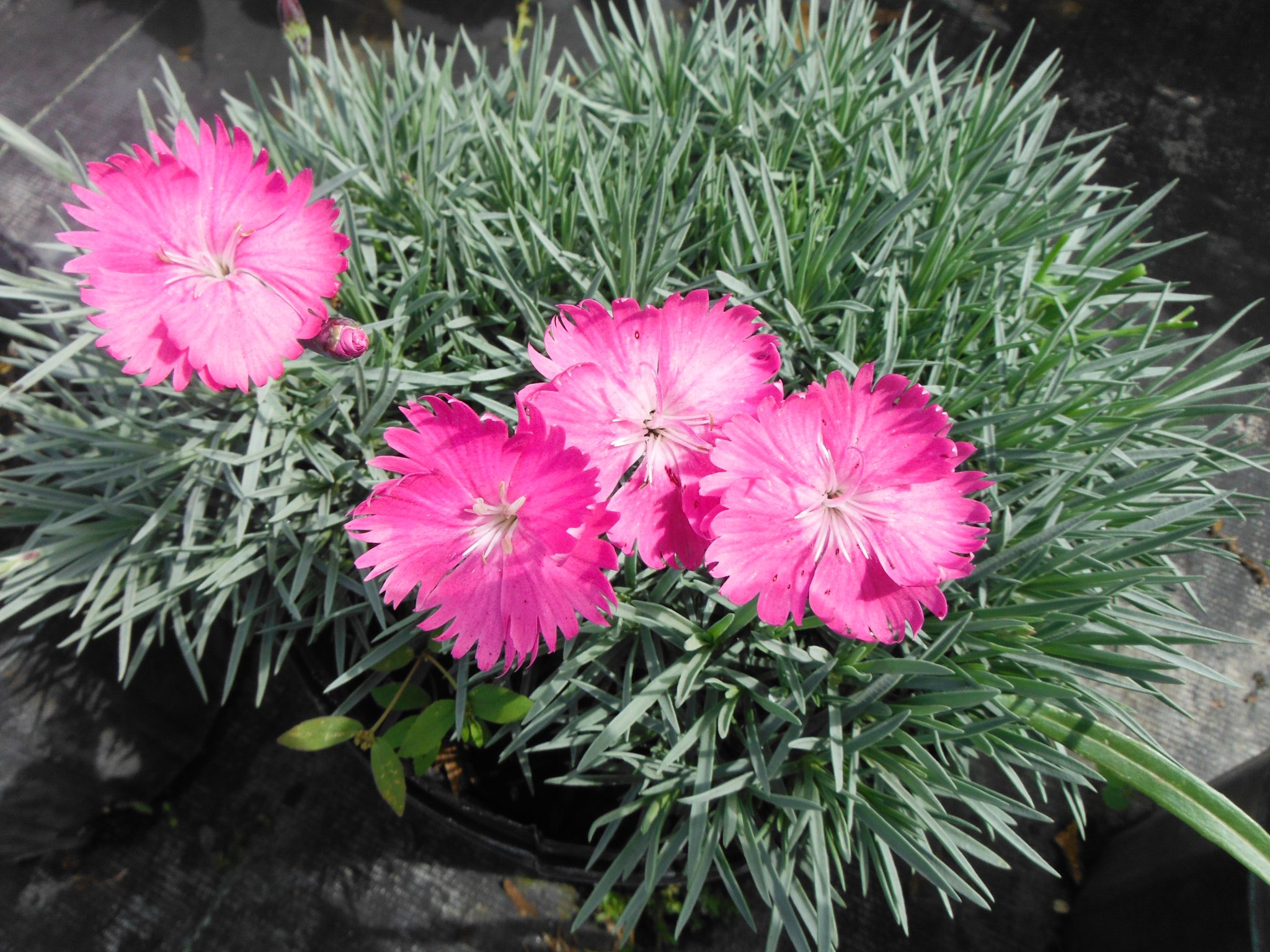 dianthus