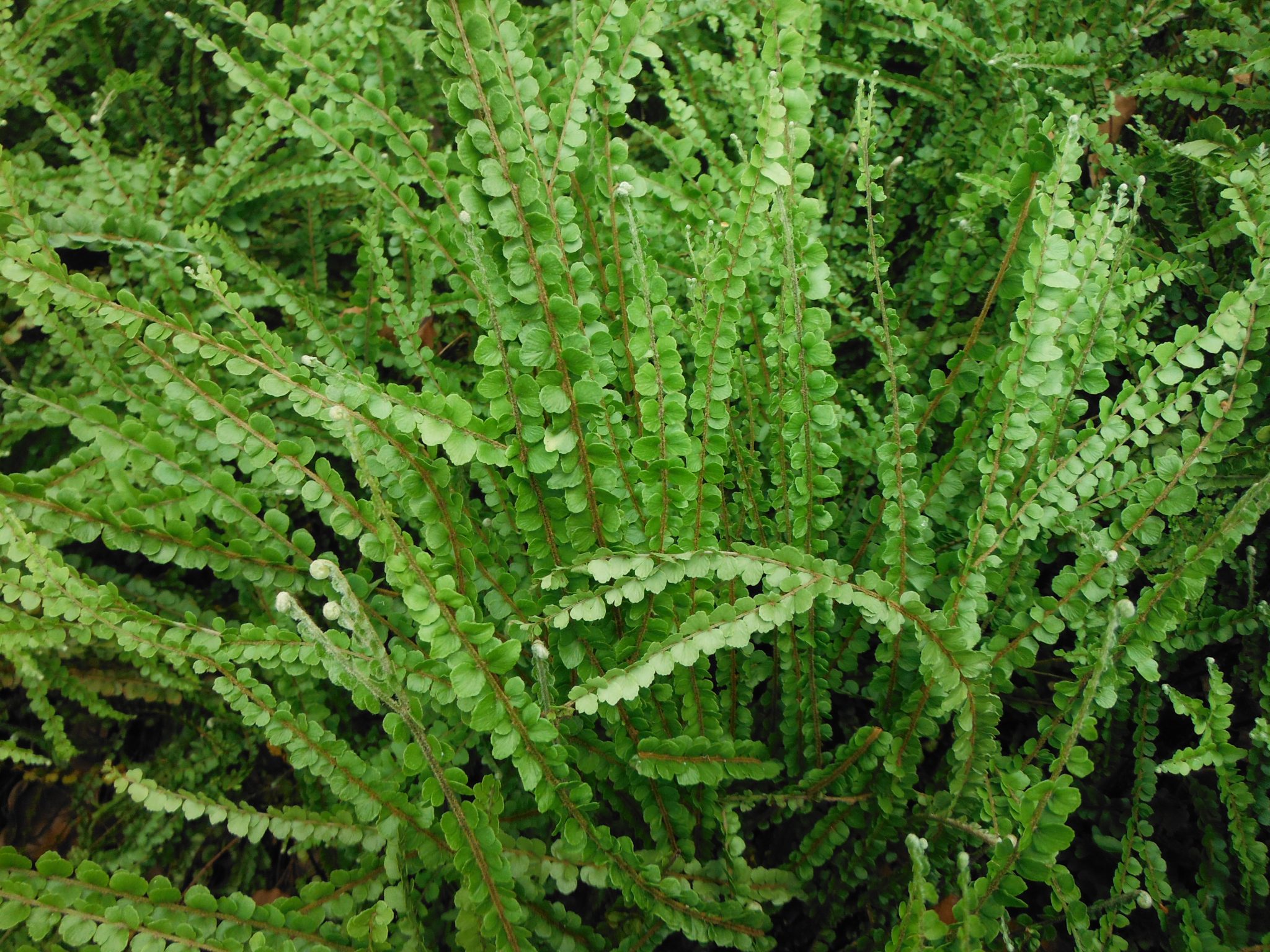 nephrolepis