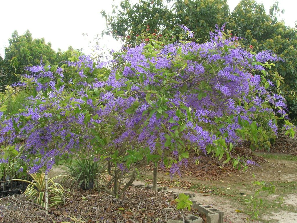 Petrea Volubilis Queen S Wreath9 Richard Lyons Nursery Inc Like This