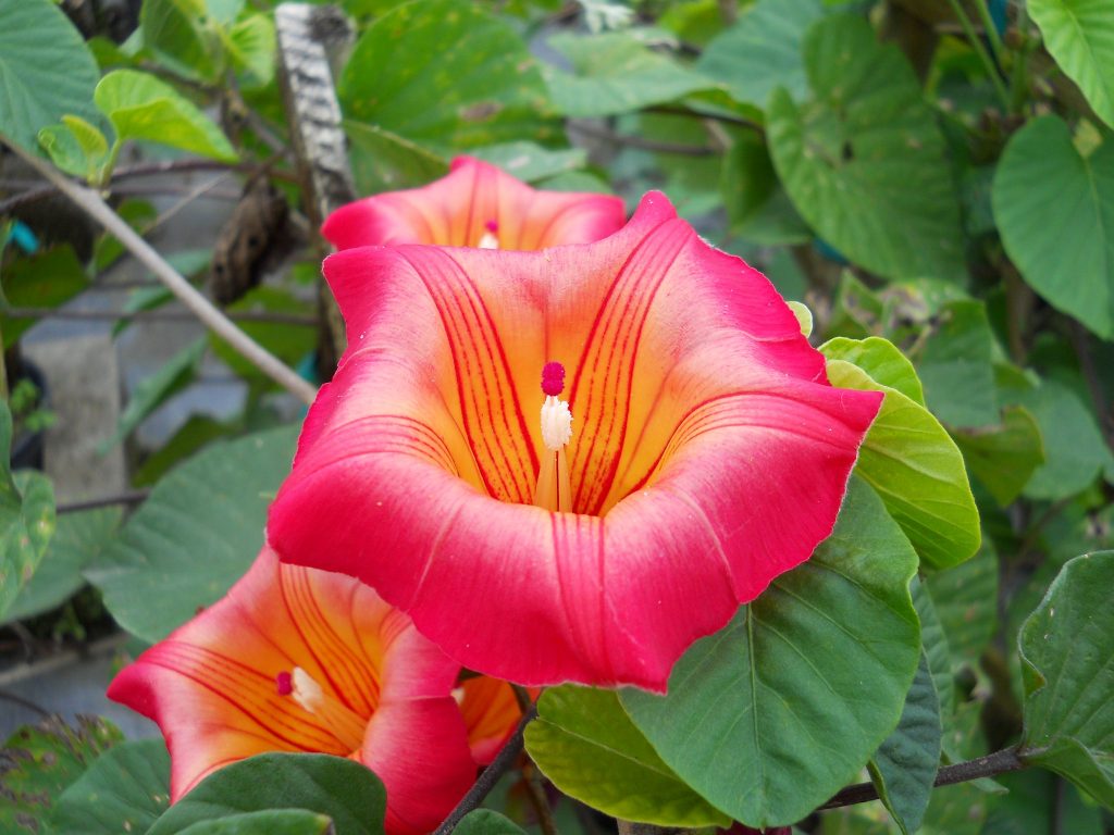 Stictocardia Beraviensis Hawaiian Sunset Vine3 Richard Lyons Like This