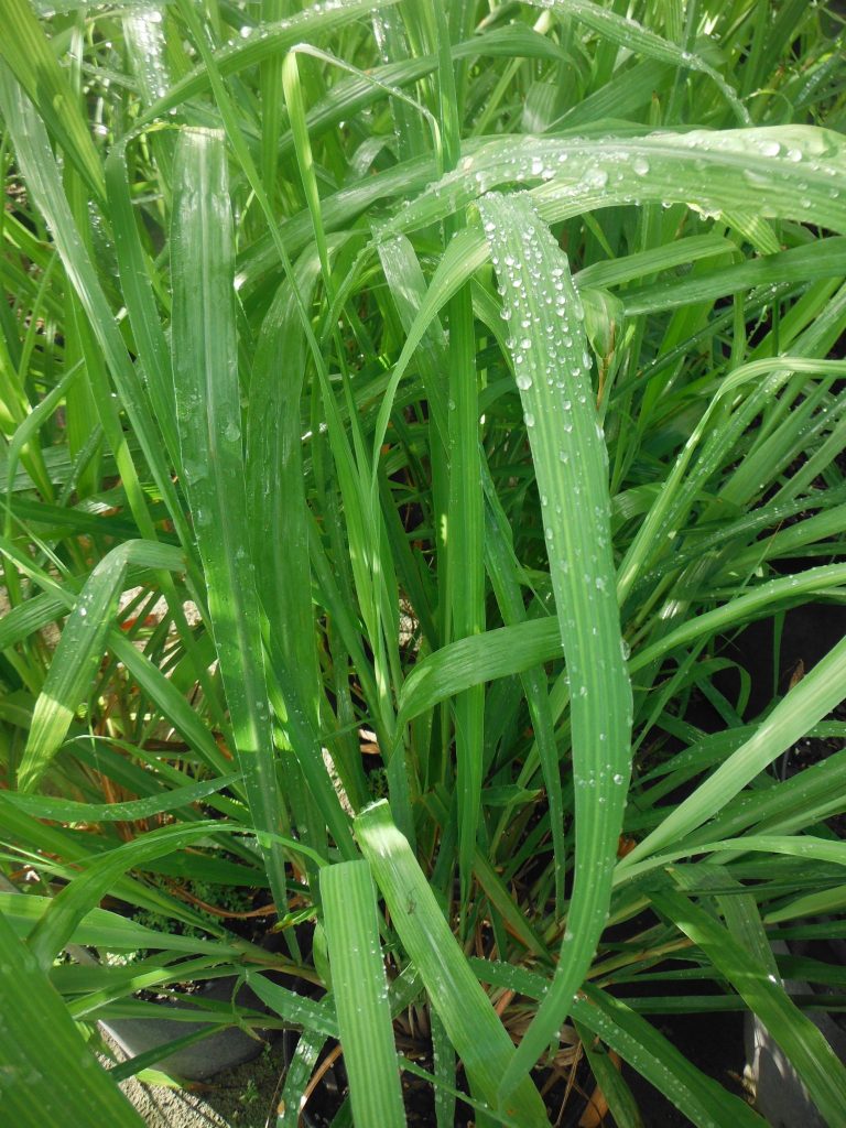Andropogon nardus(Citronella Grass) Richard Lyons Nursery, Inc.