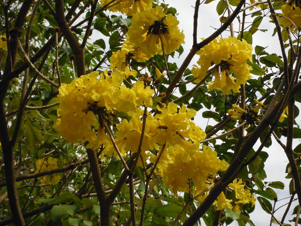 Tabebuia chrysotricha(Golden Trumpet Tree7) Richard Lyons Nursery, Inc.
