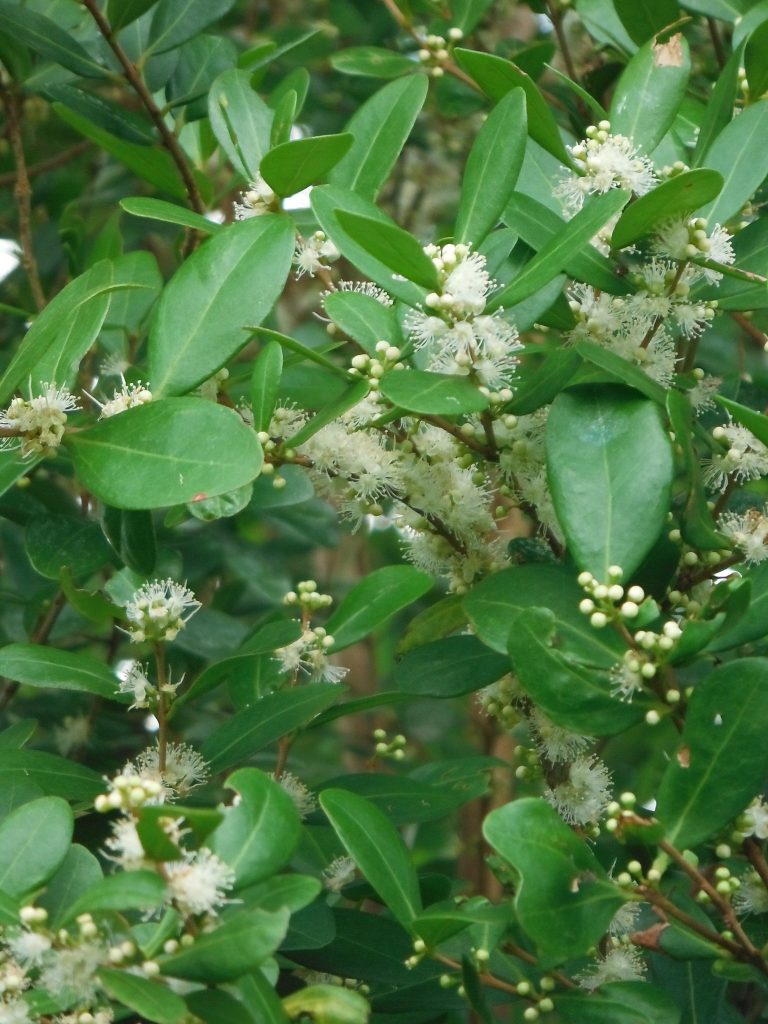 Eugenia Foetida Spanish Stopper1 2 Richard Lyons Nursery Inc Like This