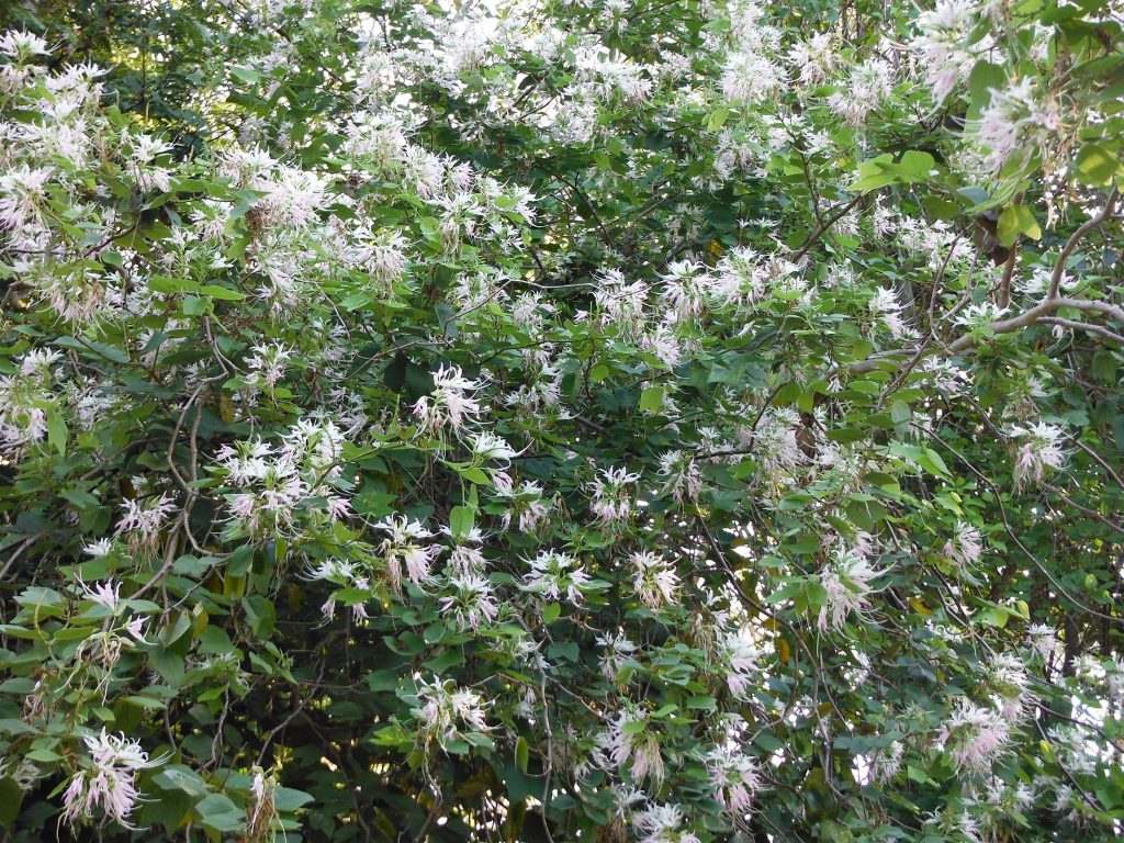 Bauhinia Divaricata Erfly Orchid Tree 7 Richard Lyons Like This