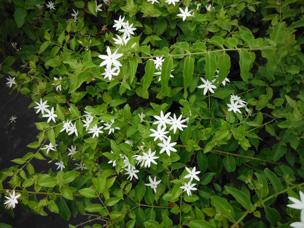 Jasminum pubescens(Star Jasmine3) (2) Richard Lyons Nursery, Inc.