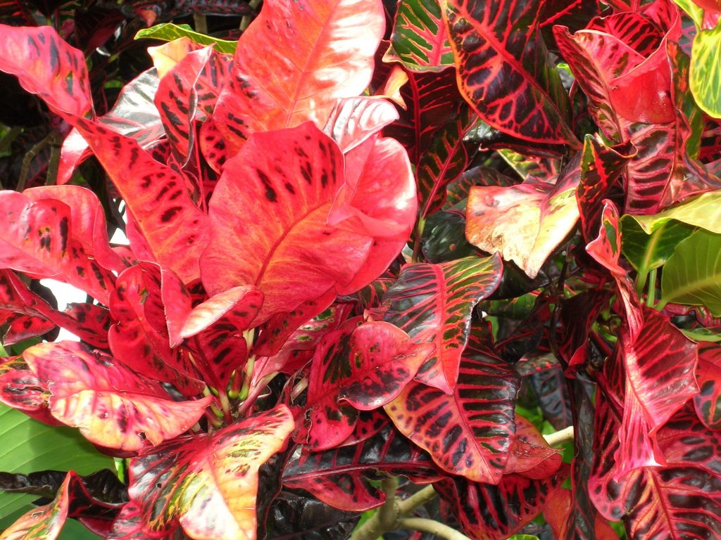 codiaeum-variegatum-croton-richard-lyons-nursery-inc