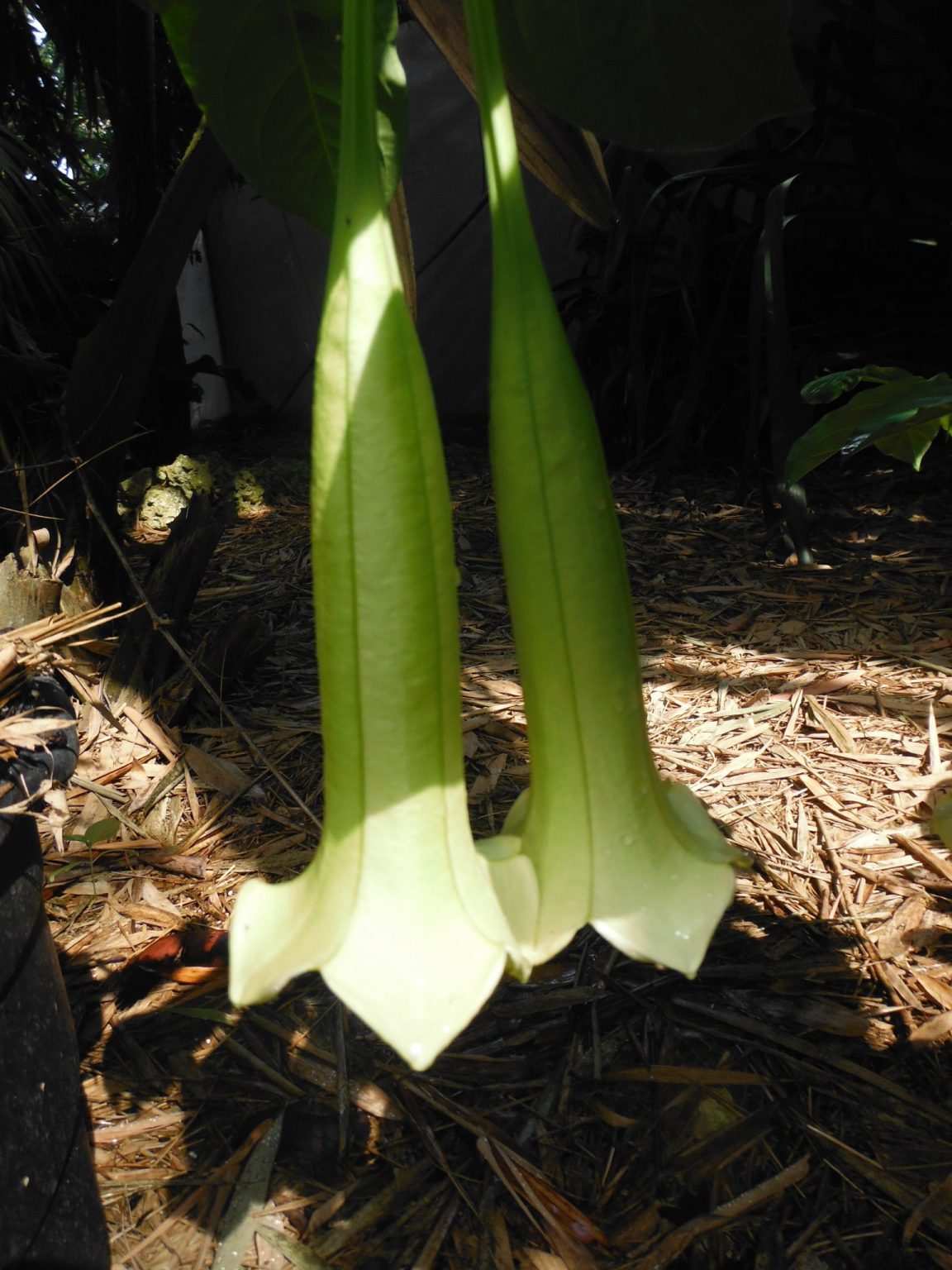 Cubanola domingensis(Dominican Bell Flower) - Richard Lyons Nursery, Inc.