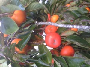 persimmon Diospyros virginiana 'Triumph'