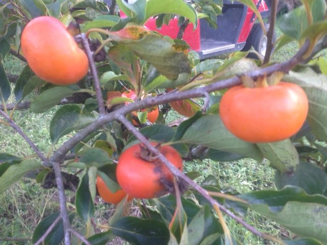 persimmon Triumph with fruit