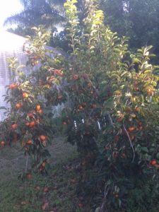 persimmon Triumph tree