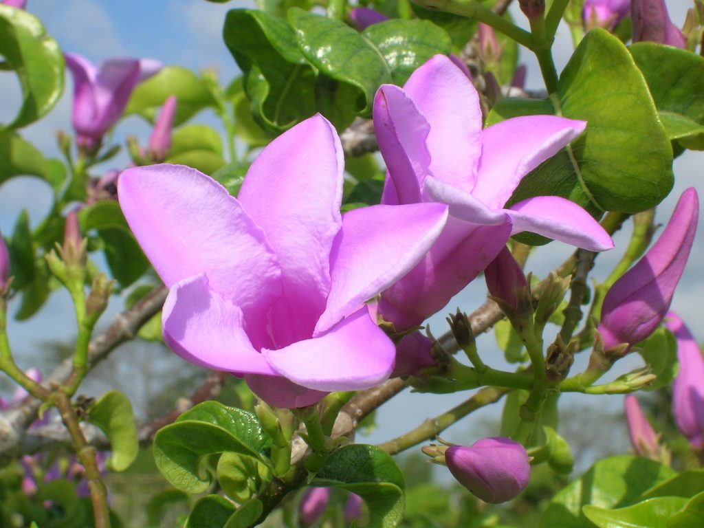 Cryptostegia grandiflora (Rubber Vine) Richard Lyons Nursery, Inc.