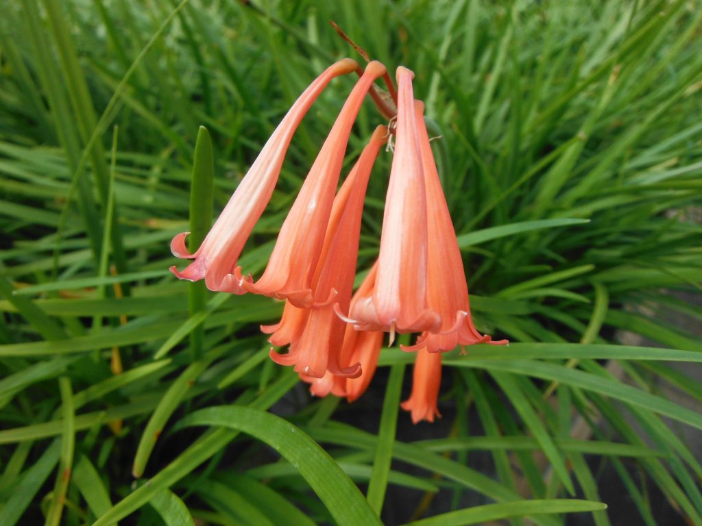 Cyrtanthus contractus(Fire Lily1) Richard Lyons Nursery, Inc.