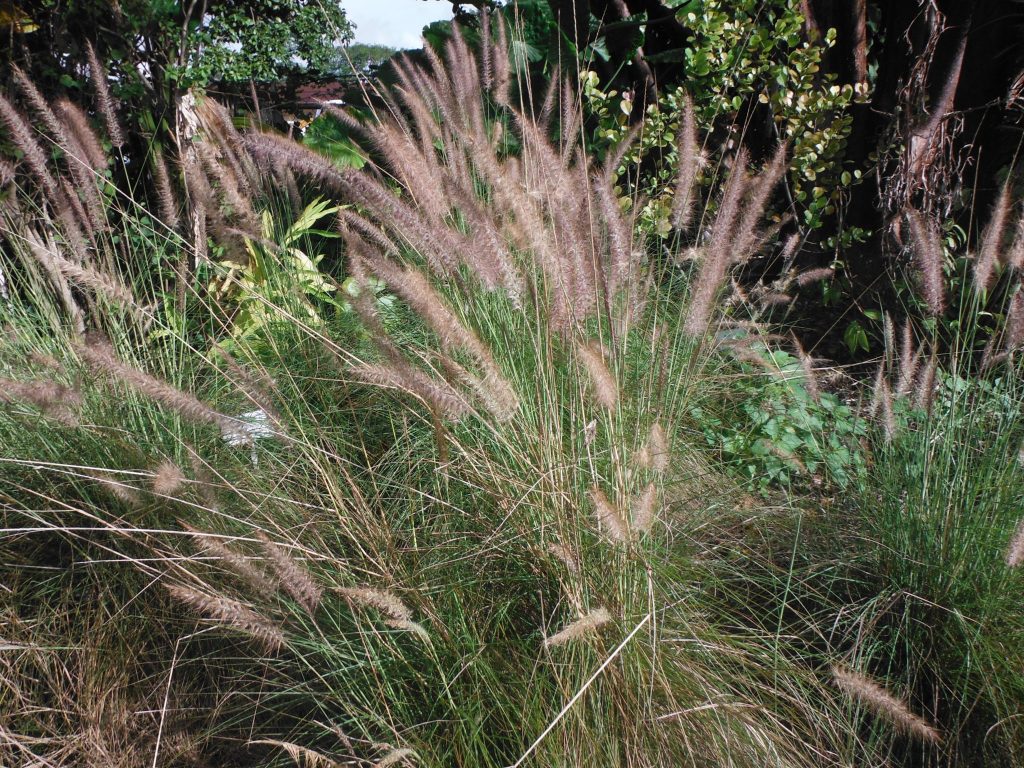 Pennisetum caudatum(White Fountain Grass2) (2) Richard Lyons Nursery
