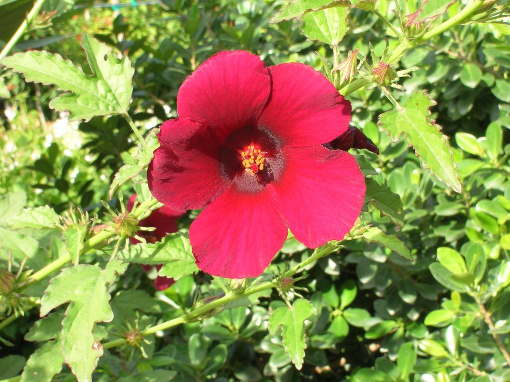 Hibiscus sabdariffa (Edible Roselle) Richard Lyons Nursery, Inc.