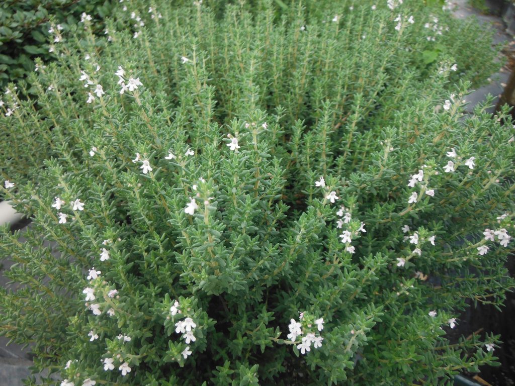 Thymus vulgaris(Thyme) Richard Lyons Nursery, Inc.