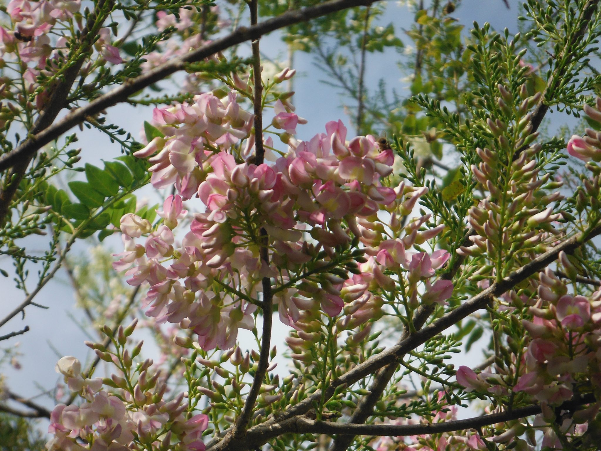 Gliricidia Sepium Pink Madre De Cacao1 Richard Lyons Nursery Inc 