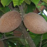 Pouteria sapota (Mamey)