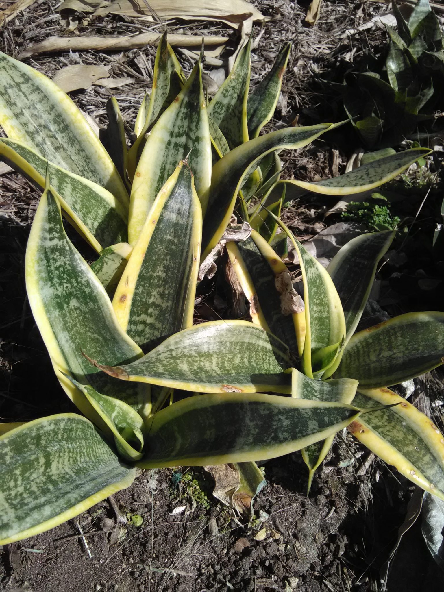 Sansevieria trifasciata �Laurentii� (Dwarf Snake Plant
