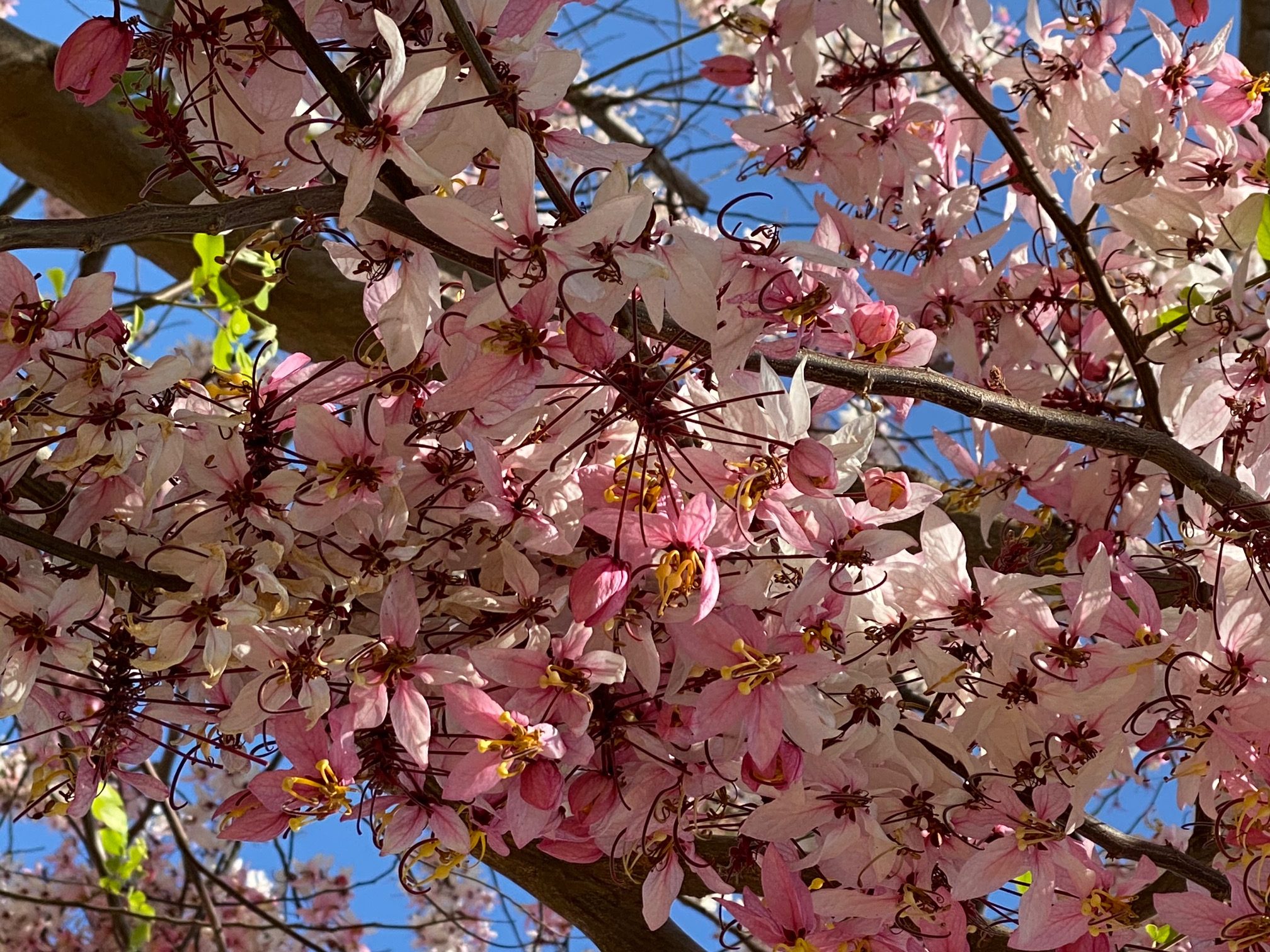 Cassia Bakeriana (Pink Shower Tree6) - Richard Lyons Nursery, Inc.