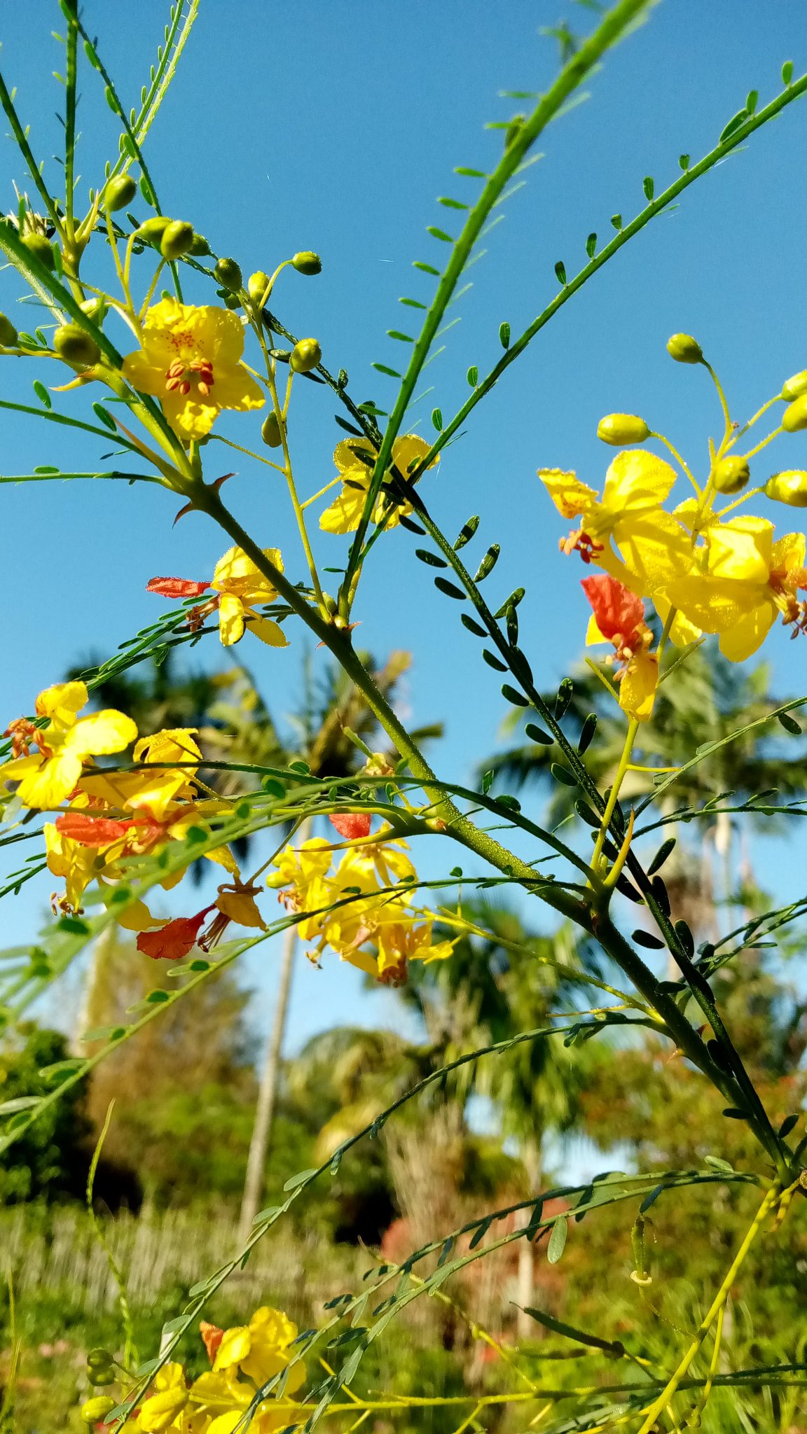 Mexican Palo Verde Thorns
