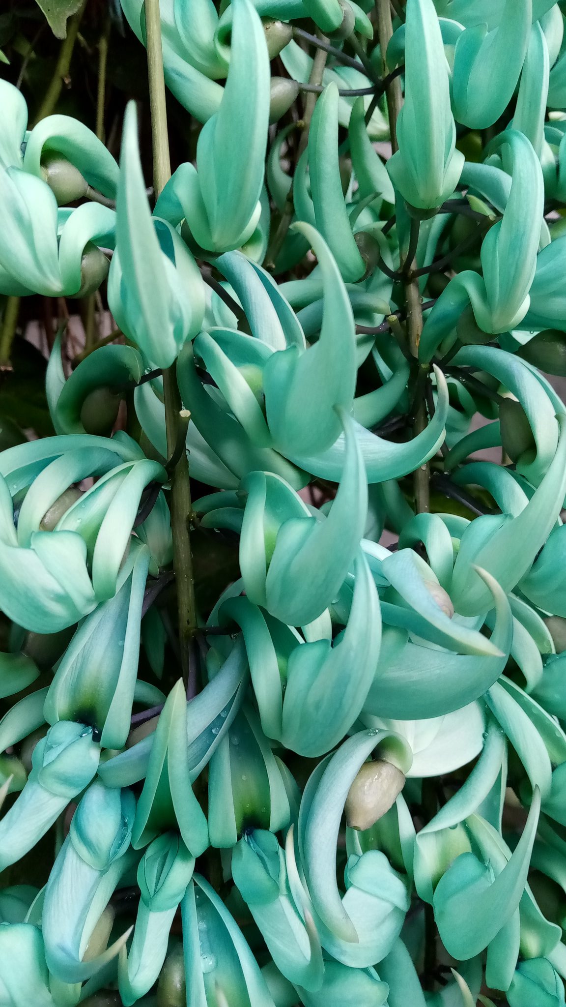 The Green Jade Vine Richard Lyons Nursery, Inc.