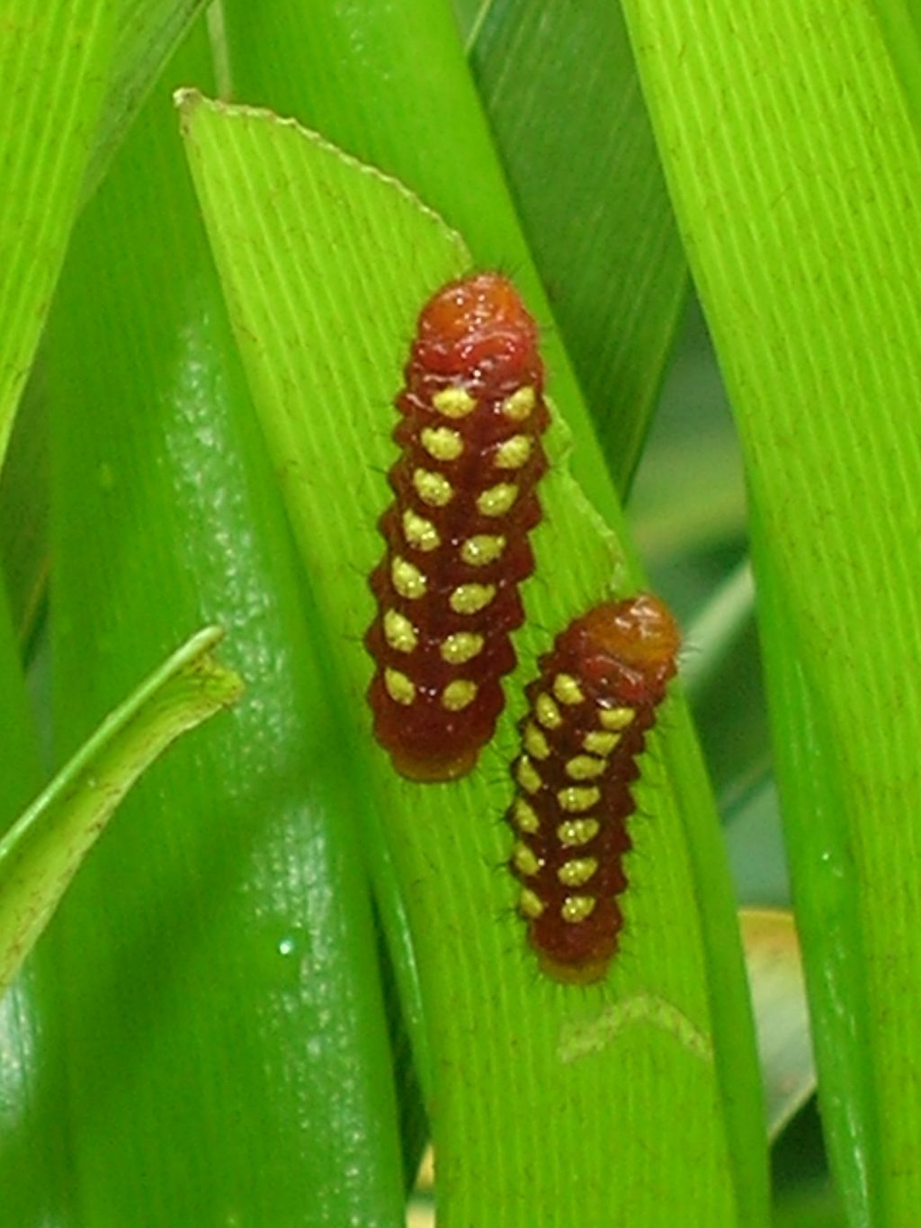 Eumaeus atala larvae on Zamia pumila (Atala Butterfly Larva on Coontie1
