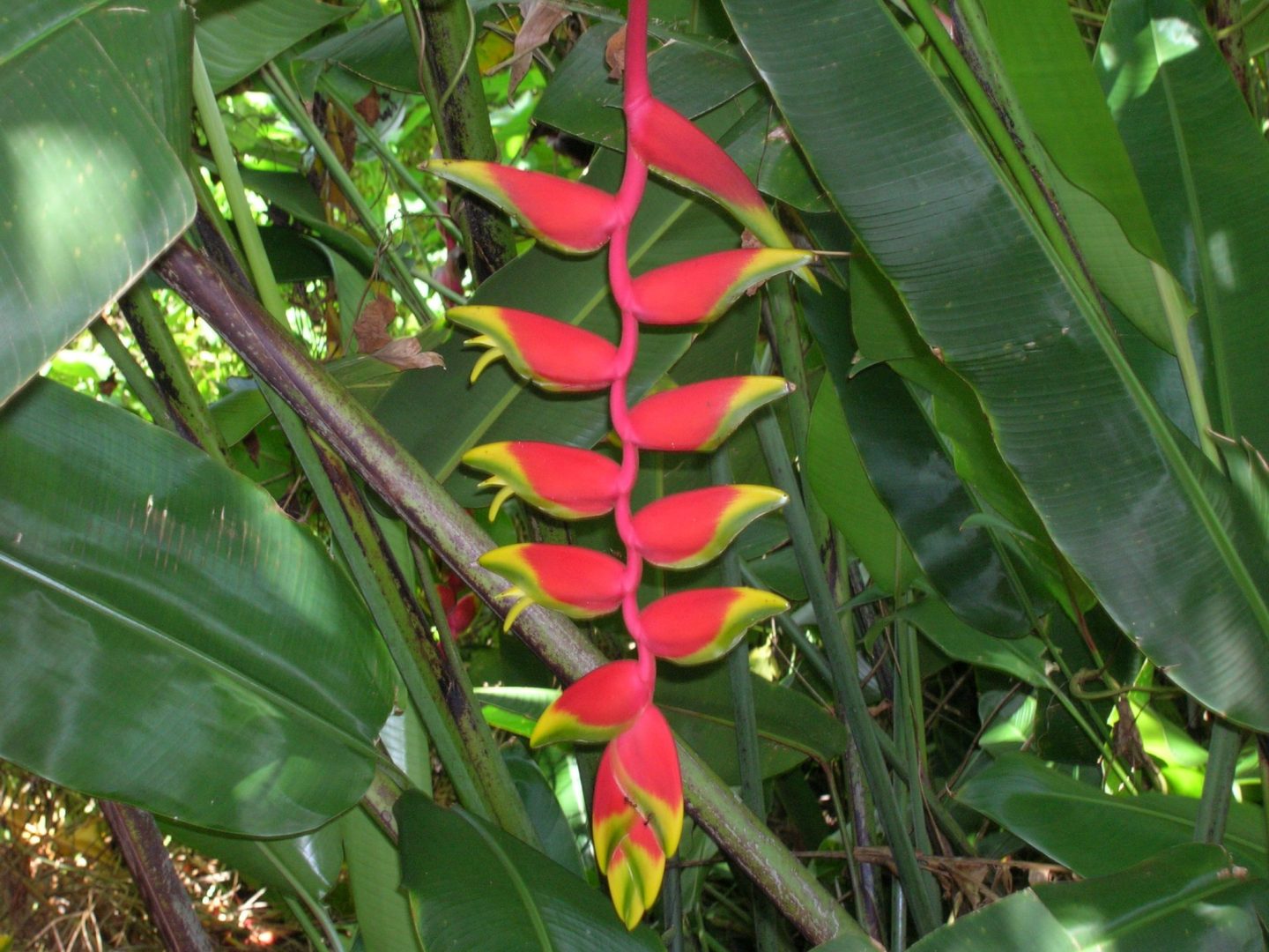 Lobster Claw Heliconia Richard Lyons Nursery, Inc.
