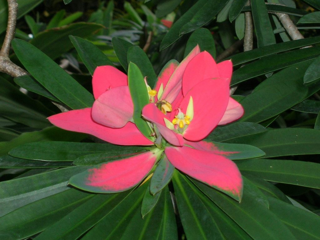 Euphorbia punicea (Jamaican Poinsettia2) Richard Lyons Nursery, Inc.
