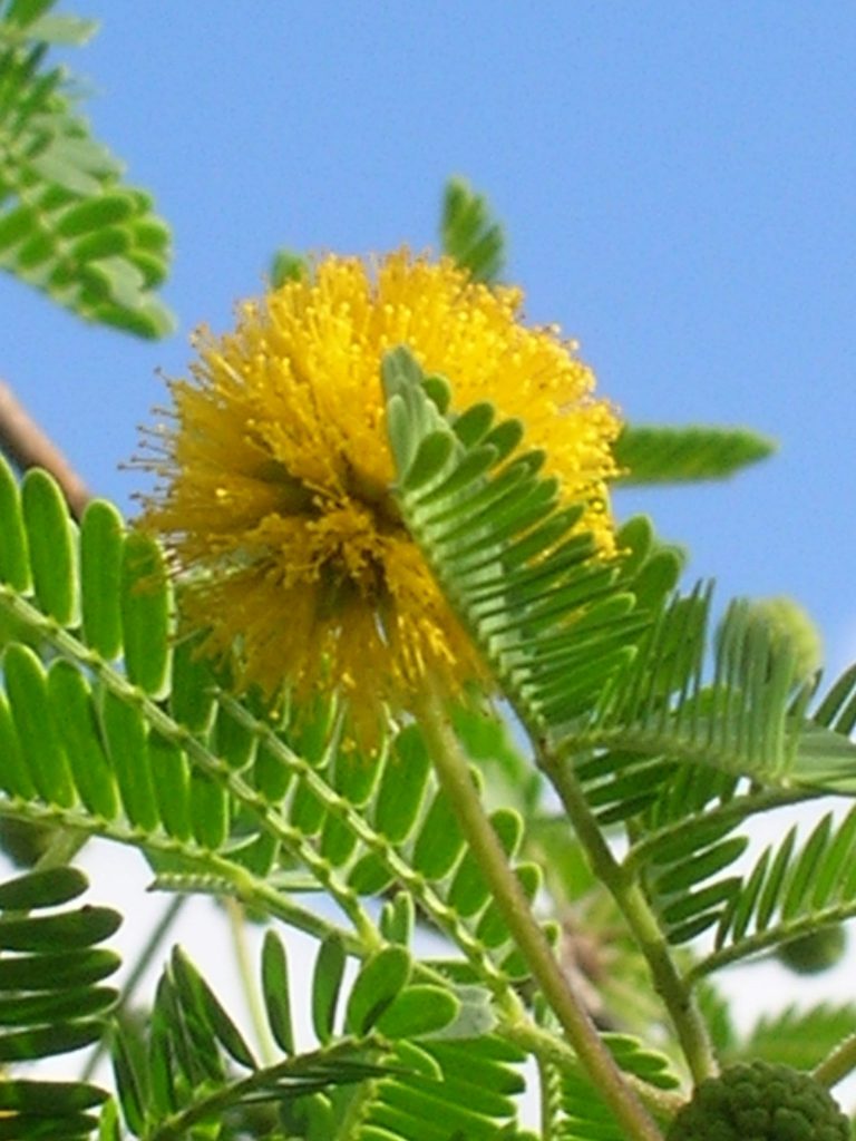 Карагана древовидная (caragana arborescens). Робиния новомексиканская. Желтая акация систематика. Карагана древовидная листья. Акация лепрозная.