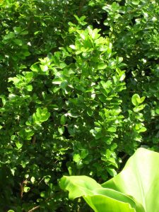Krugiodendron ferreum (Black Ironwood)