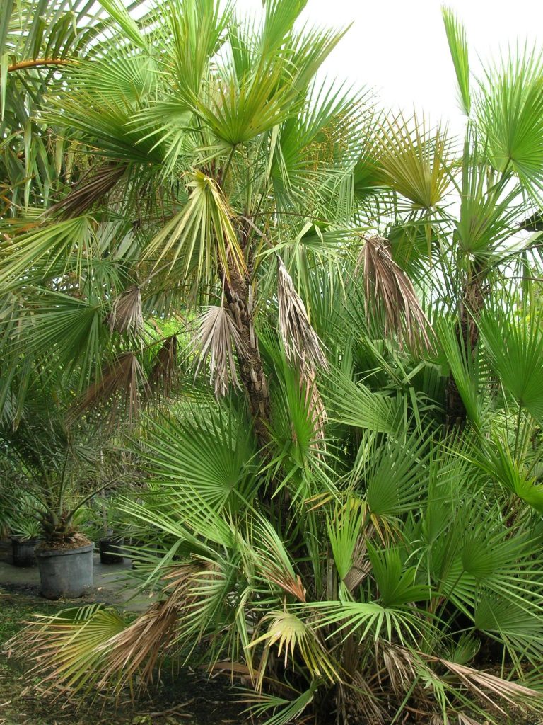 Acoelorrhaphe wrightii (Everglades Palm) - Richard Lyons Nursery, Inc.