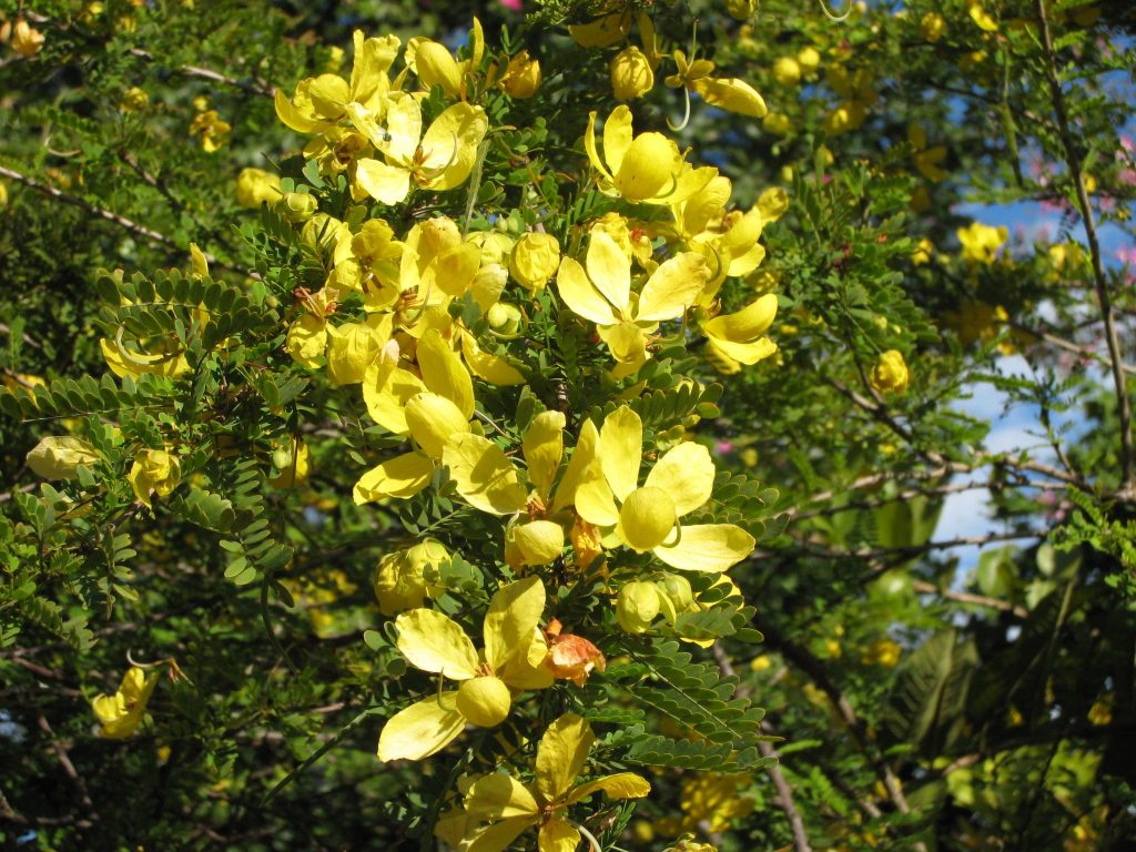 Senna polyphylla (Desert Cassia) in bloom