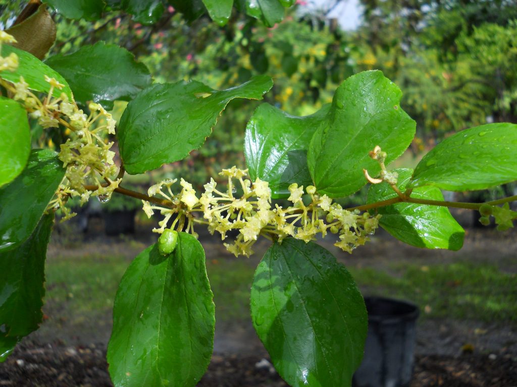 Zizyphus jujube(Jujube Tree2) Richard Lyons Nursery, Inc.