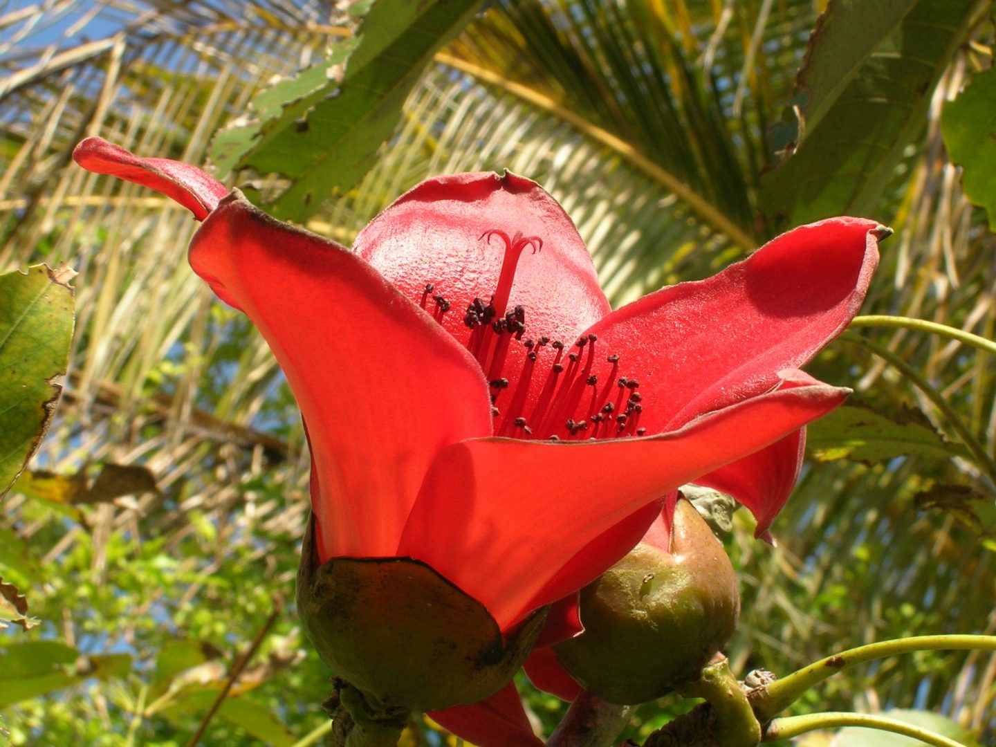 Bombax ceiba (Red Silk Cotton Tree6) - Richard Lyons Nursery, Inc.