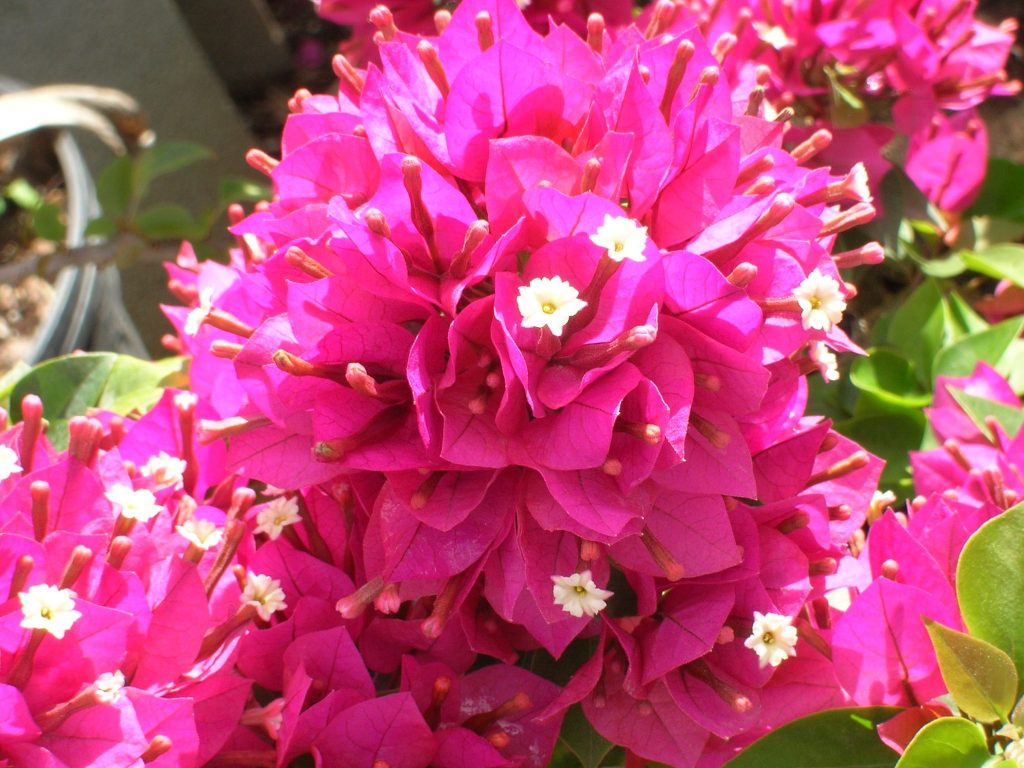 Bougainvillea spp. (Purple-Pink2) - Richard Lyons Nursery, Inc.