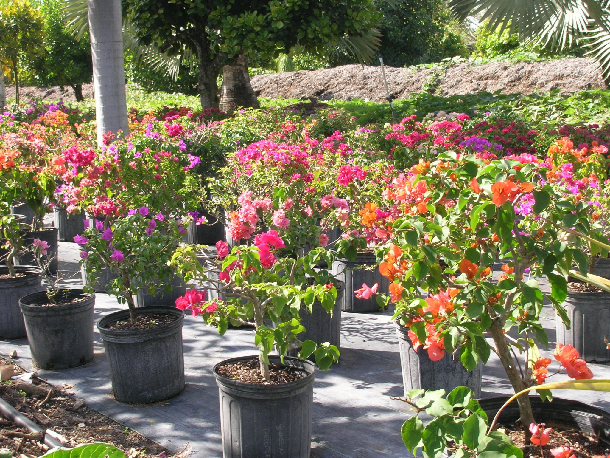 Plant Nursery In Miami TheNurseries Plant Nursery In Miami TheNurseries