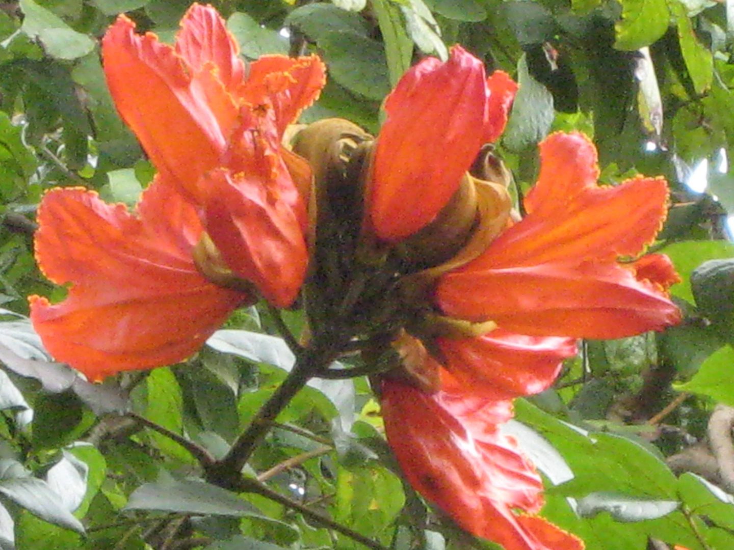 African Tulip Tree Richard Lyons Nursery, Inc.