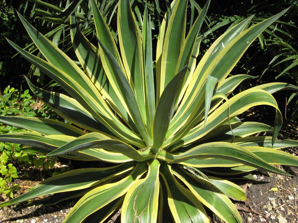 Agave dessmettiana 'Variegata'(Dwarf Variegated Agave1) Richard Lyons