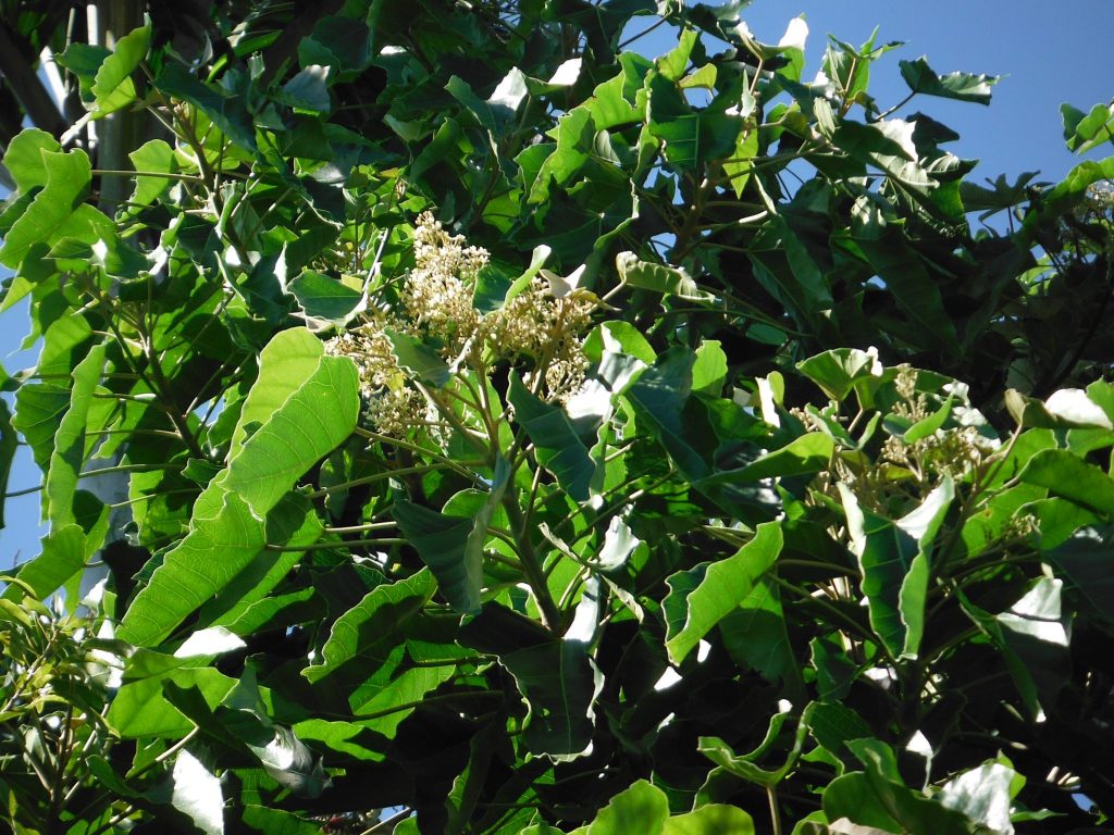 Aleurites moluccana(Candlenut Tree3) Richard Lyons Nursery, Inc.