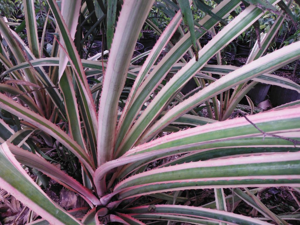 Ananas comosus 'Variegatus'(Variegated Pineapple) Richard Lyons