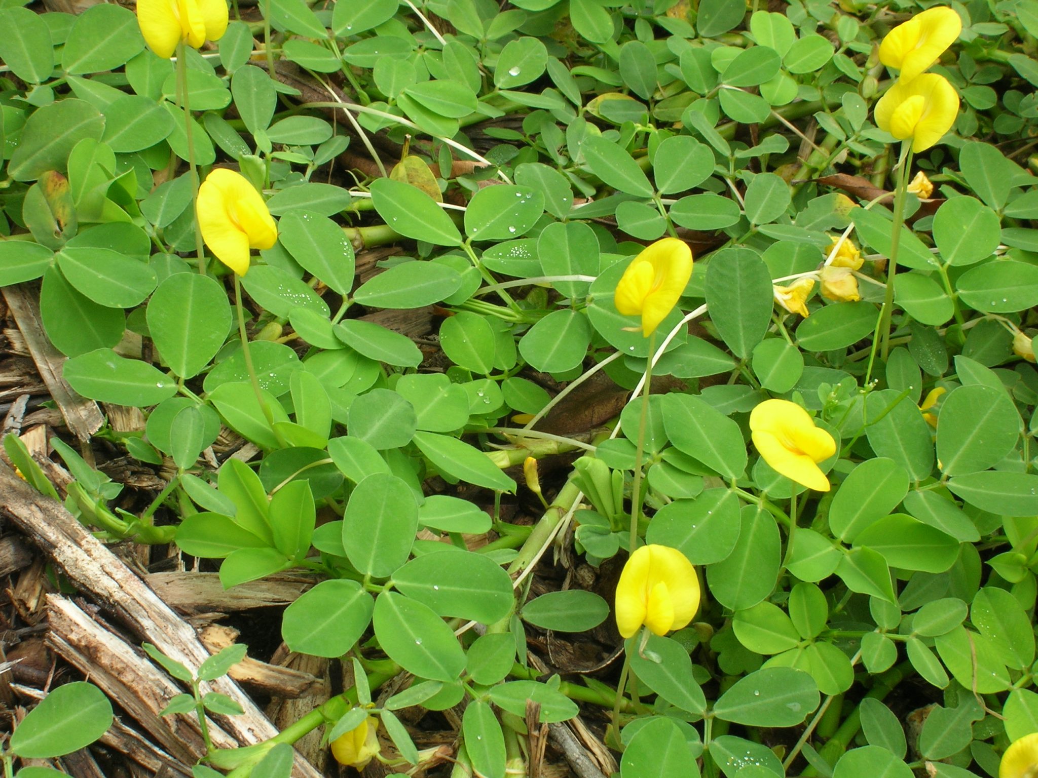 Арахис в средней полосе. Arachis pintoi. Арахис куст. Árachis glabrata. Арахис (род).