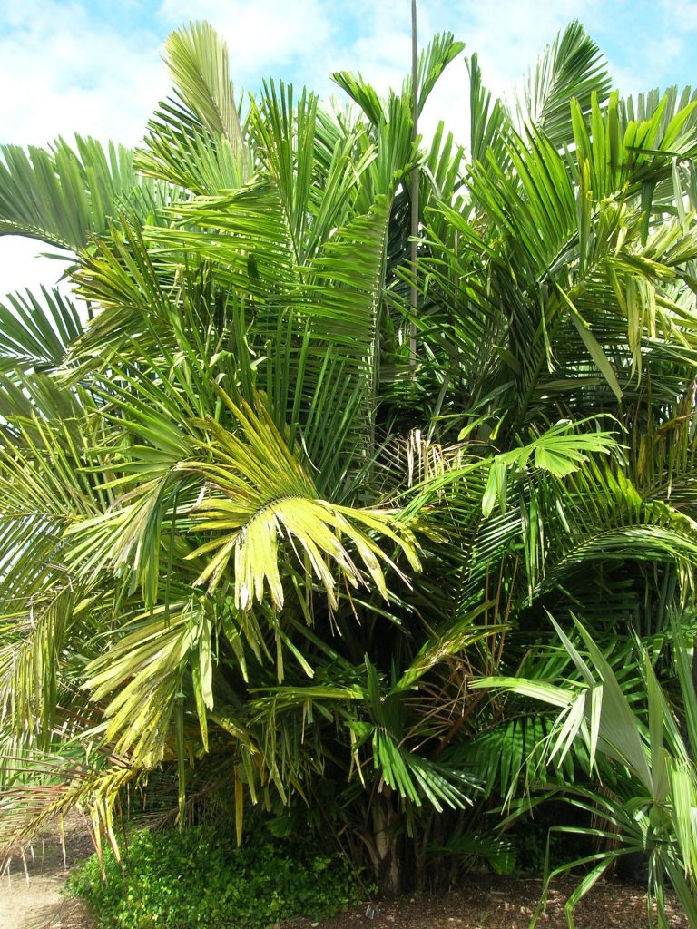 Arenga engleri (Dwarf Sugar Palm) Richard Lyons Nursery, Inc.
