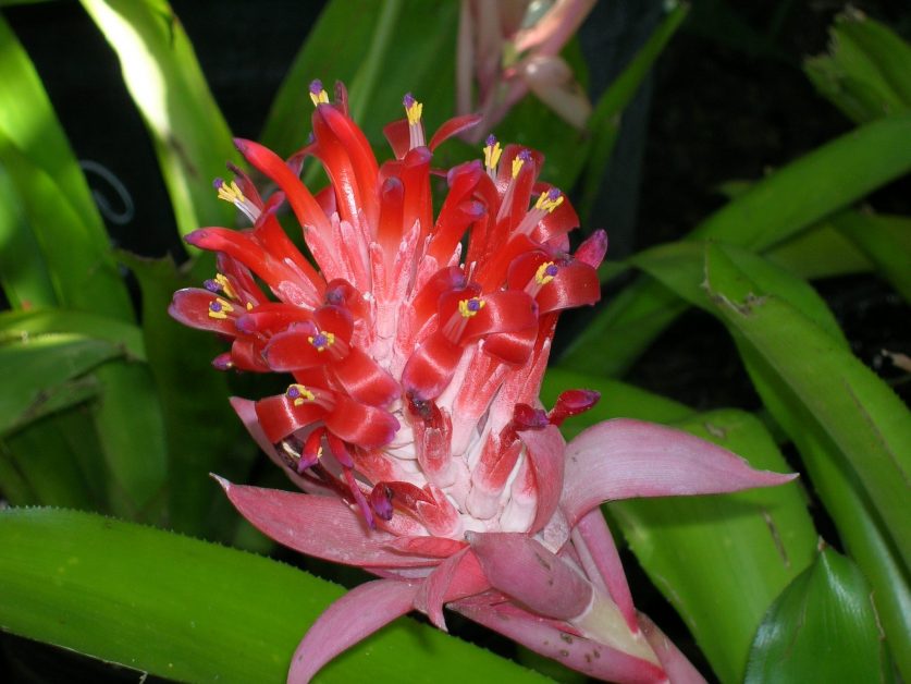 Billbergia pyramidalis, Richard Lyons Nursery, Inc.
