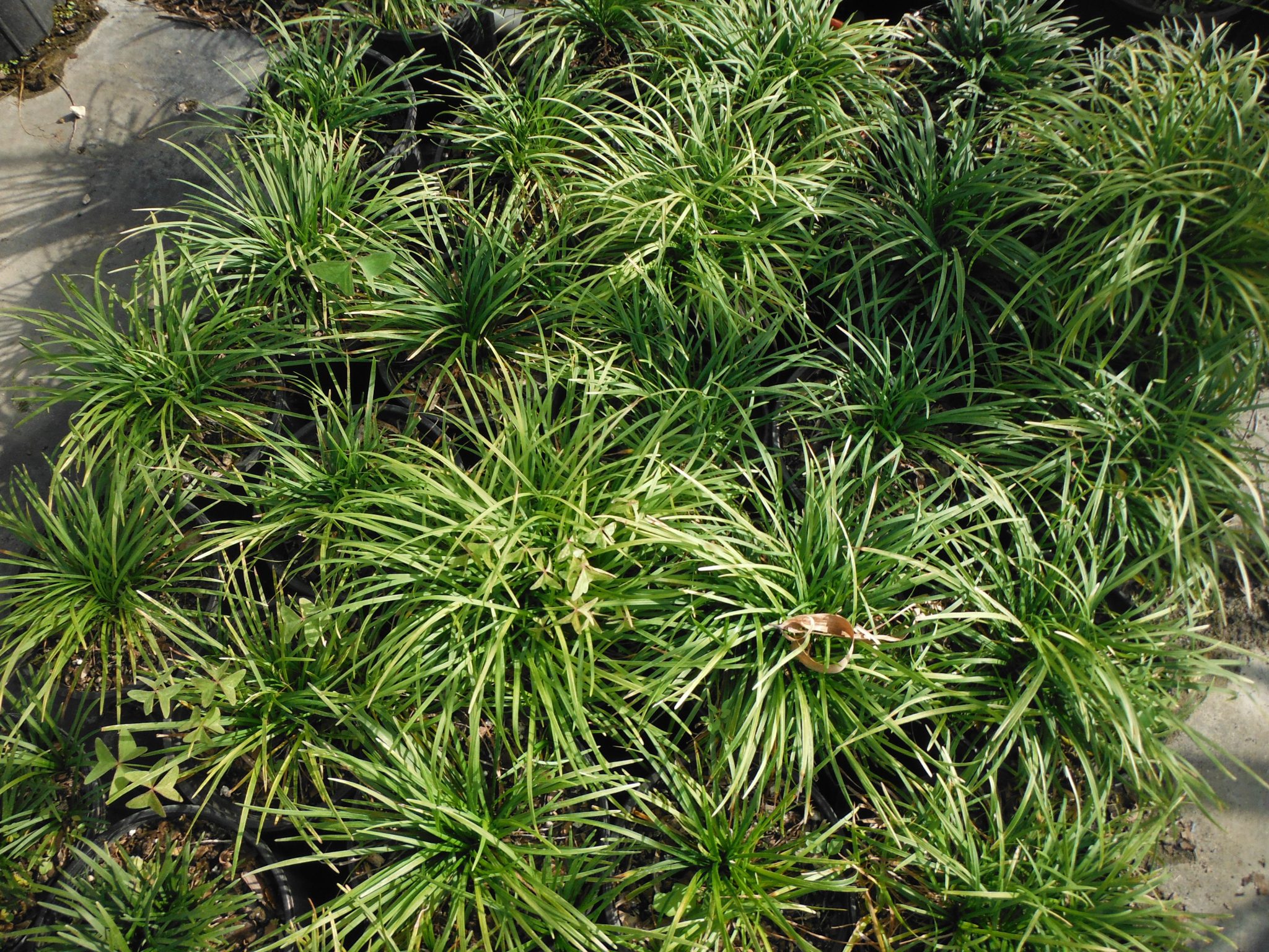 100 Plantes Nain Mondo Grass Ophiopogon Japonicus