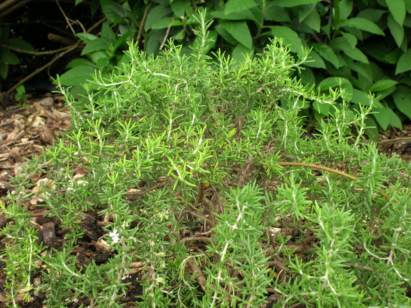 Rosmarinus officinalis 'Prostratus' (Prostrate Rosemary) Richard
