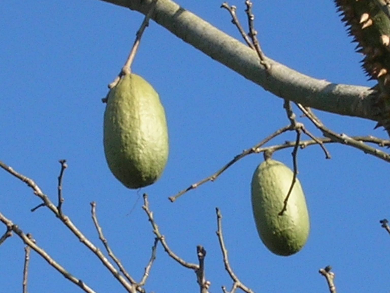 Chorisia speciosa (Silk Cotton Tree Seed Pods) Richard Lyons Nursery