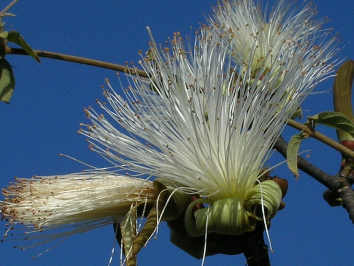 The Bombacaceae Family Richard Lyons Nursery, Inc.
