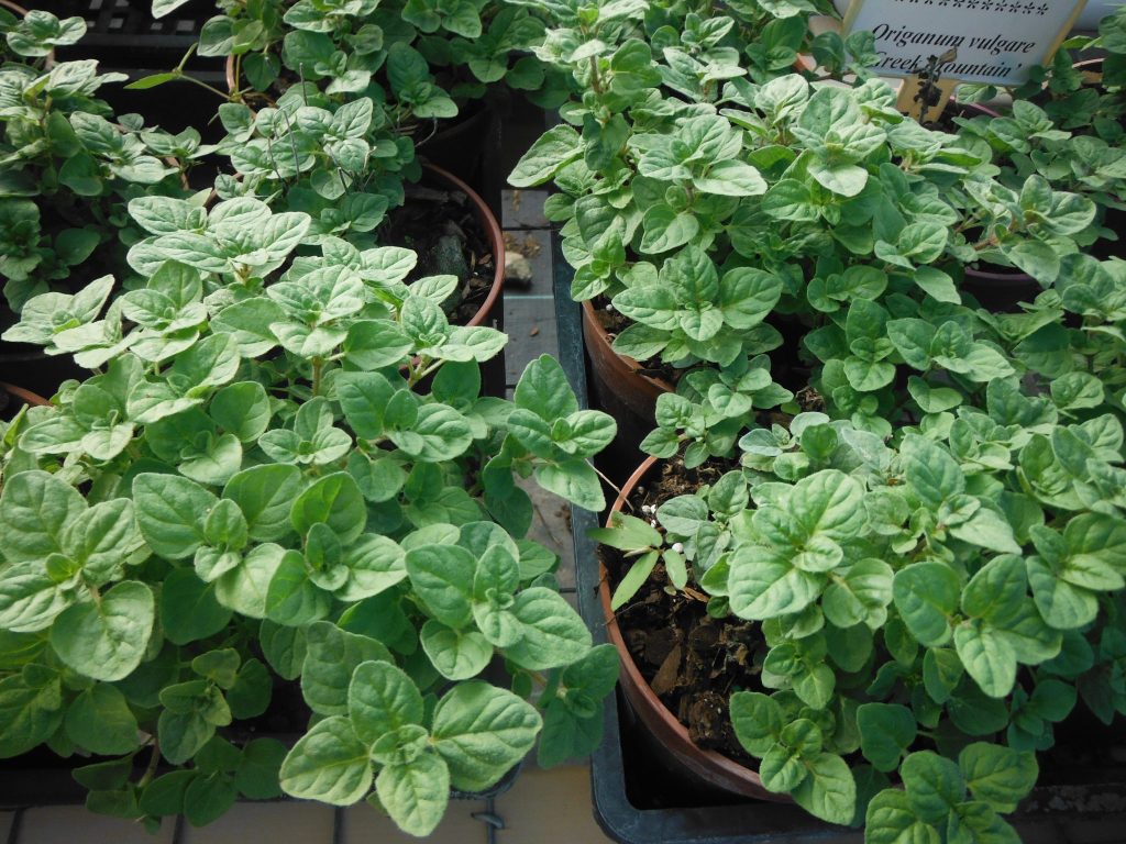 Oregano Richard Lyons Nursery, Inc.