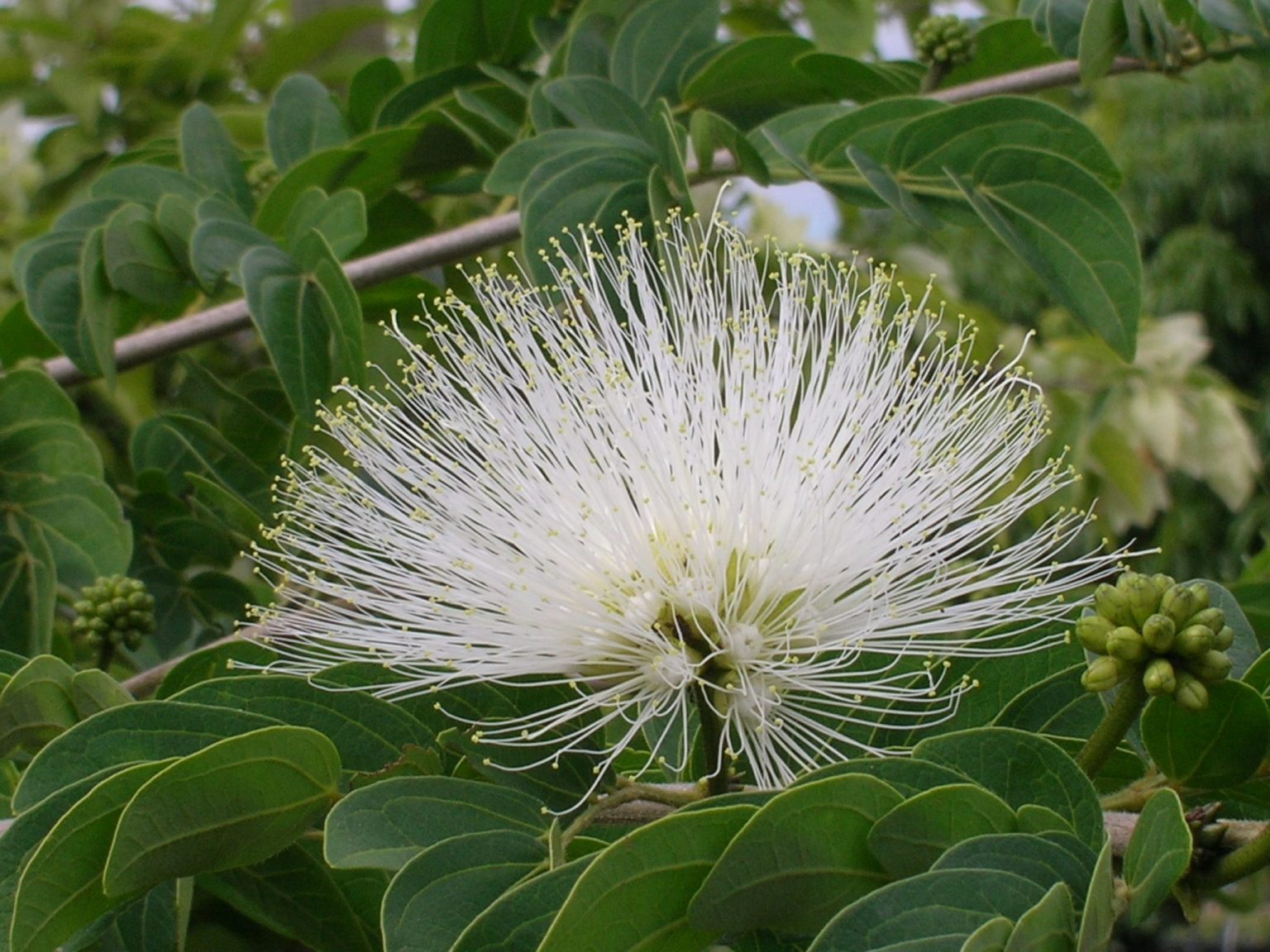 Calliandra haematocephala 'Alba' (White Powderpuff1) Richard Lyons Nursery, Inc.